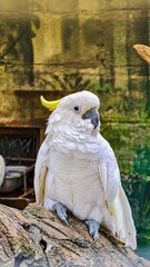 Striking portrait of a Sulphur-crested cockatoo displaying pristine plumage and a sharp inquisitive...