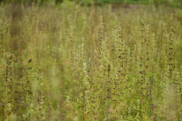 Serene wild meadow with flowering buds in soft light. Perfect for biodiversity, herbal landscapes, editorial use, backgrounds, and eco-themed designs.