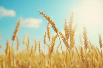 Fototapeta premium Gold wheat field Agriculture farm.