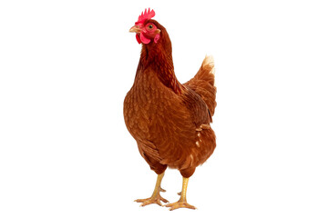 Full body of brown chicken hen standing isolated transparent background png generative ai
