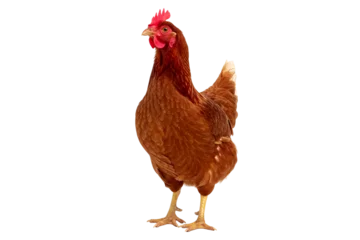 Gardinen Full body of brown chicken hen standing isolated transparent background png generative ai © Asad