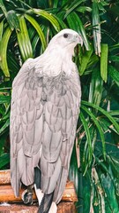Majestic White-bellied Sea Eagle Perched Among Lush Green Foliage
