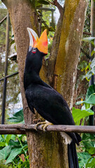 Portrait of a Knobby Hornbill Perched on a Branch in its Habitat