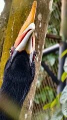 Captivating Close-Up of a Curious Hornbill Perched on a Tree Branch