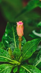 Captivating close-up of a delicate pink rosebud surrounded by lush green leaves