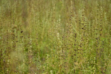 Serene wild meadow with flowering buds in soft light. Perfect for biodiversity, herbal landscapes, editorial use, backgrounds, and eco-themed designs.