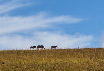 horses grazing on subalpine meadows during the autumn season