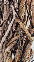 Intricate tangle of climbing plant vines creating a textured pattern