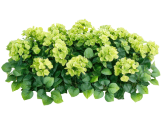 Limelight Hydrangea Bush: Lush Green Foliage and Delicate Blooms, Vibrant Springtime Garden Plant