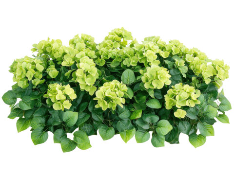 Limelight Hydrangea Bush: Lush Green Foliage and Delicate Blooms, Vibrant Springtime Garden Plant
