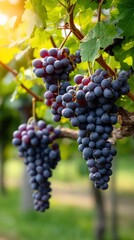 Clusters of dark purple grapes on vines. Lush green leaves and foliage. Sunlight