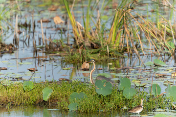 Wetland swamp with purple heron or Ardea purpurea with Pheasant-tailed Jacana or.Hydrophasianus chirurgus in foreground among green vegetation in swamp wetland.