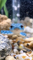 Striking Blue Viper Snake Closeup Face with Intense Eyes and Scales in Sharp Focus