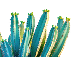 Stunning Teal Cactus Close-Up: Vibrant Desert Flora in Vivid Hues