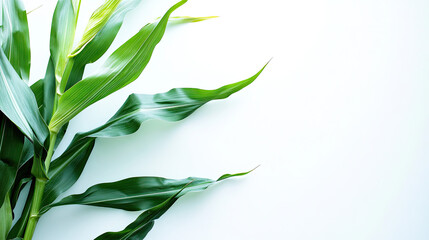 Obraz premium banner material, posters, and materials for making presentations. white background of corn plants that are lit for text space
