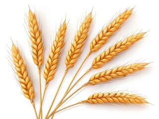 Golden Wheat Ears Isolated on White Background