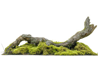 A Strikingly Beautiful Mossy Landscape with a Weathered Driftwood Branch