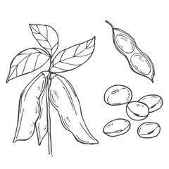 Hand drawn vector illustration of soybean, leaf, pod. Black and white isolated objects collection.