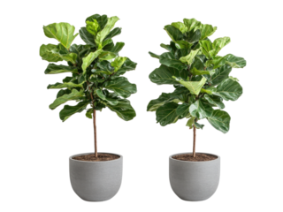 Two Lush Fiddle Leaf Figs in Grey Pots, Vibrant Indoor Plants, Home Decor, Greenery