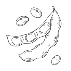 Soy bean, Soybean vector illustration. Soybean engraving isolated on white background.