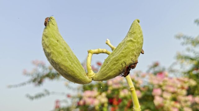 Vibrant orange stink bug perched on a delicate flower bud in natural sunlight, showcasing intricate details of insects and flora. Perfect for nature, biology, and macro photography themes.