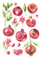 Watercolor set of pomegranates