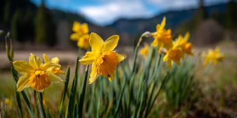 Obraz premium Vibrant Yellow Daffodils Bloom Brightly in Sunny Mountain Meadow, Nature's Springtime Beauty, a Breathtaking Landscape