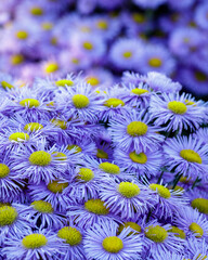 blue and yellow flowers