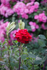 pink roses in garden