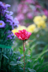 pink rose in garden