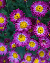 pink and yellow chrysanthemums