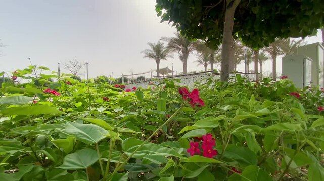 A beautifully landscaped section of Sheikha Fatima Park, showcasing vibrant greenery within Abu Dhabi&rsquo;s Al Khalidiyah district.
