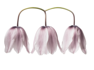 Triple Fritillaria meleagris: A Delicate Dance of Three Pale Purple Flowers