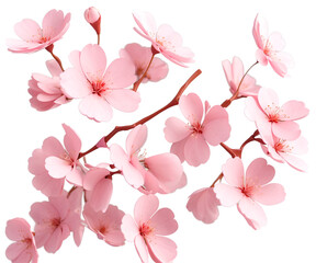 Enchanting Sakura Blossom Branch, A Dreamy Illustration of Delicate Pink Petals Drifting Gently, Evoking Springtime Beauty and Transience with Artistic Flair