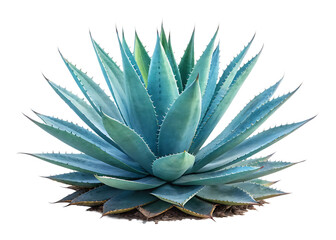 Fototapeta premium blue agave aloe vera plant isolated on white background