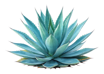 blue agave aloe vera plant isolated on white background