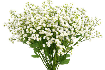 Fresh and elegant bouquet of baby's breath flowers on a transparent background