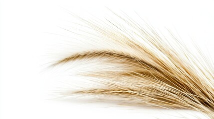 Fototapeta premium Delicate Natural Grass Blades on White Background for Nature Lovers