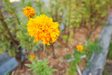 Marigold flowers or in Indonesian are called 