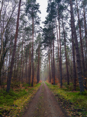 Fototapeta premium A tranquil forest scene in autumn or winter near the town of Rostock in Mecklenburg-Western Pomerania (Germany)