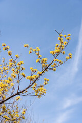 青空に映えるマンサクの花