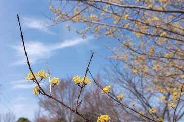 青空に映えるマンサクの花