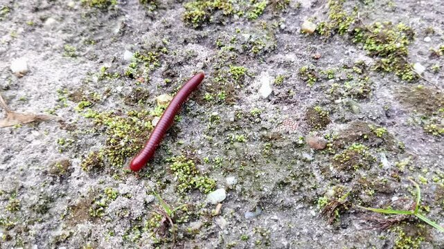lipan (diplopoda) merangkak di tanah