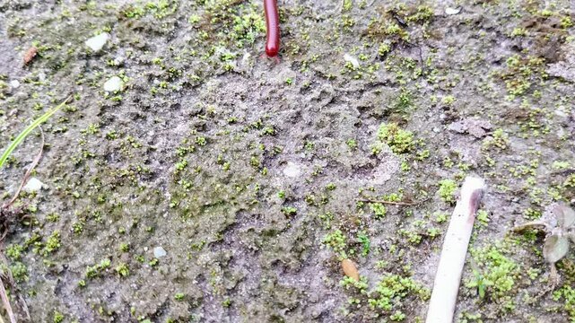 lipan (diplopoda) merangkak di tanah