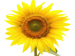 Fototapeta premium Vibrant Sunflower Blooming in Summer Sunlight A Close Up View of a Sunflower