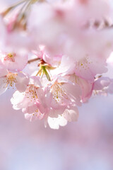 Obraz premium 満開の桜の花