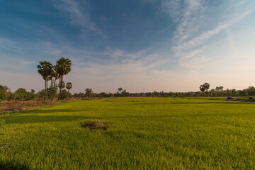 Lush green rice fields rural landscape photography peaceful environment wide angle nature's bounty