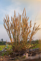 Golden grasses growing wild in a serene field nature photography rural landscape tranquil environment