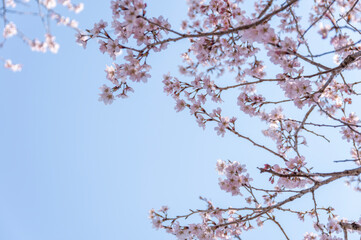 春の青空に映える満開の桜