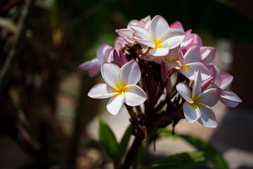 Blooming plumeria flowers in tropical garden nature photography vibrant colors close-up perspective